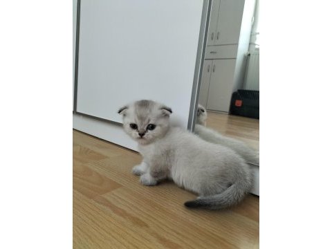 Scottish fold oyun canavarları yeni yuvalarını arıyor
