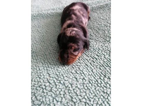 15 günlük dapple dachshund sosis köpekler