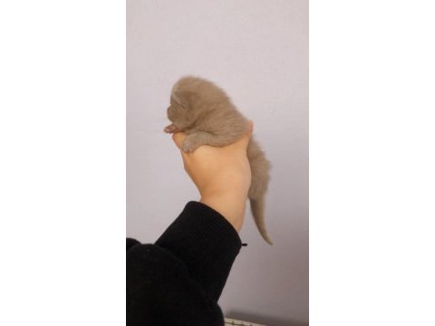 British shorthair 6 adet yavurularımız satışa hazırdır