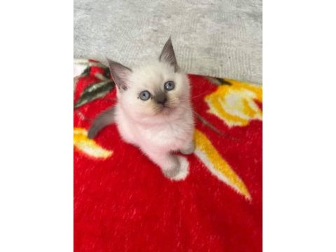 Evlere şenlik sağlıklı safkan yavrular