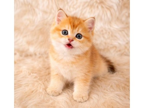 Şecereli anne babadan british shorthair yavrular