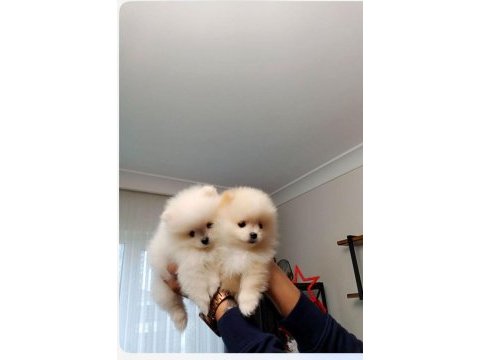 Pomeranian boo köpeğimiz