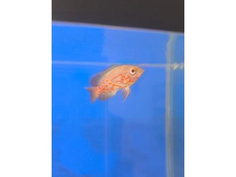Astronot balığı yavru albino kaplan 6 8 cm