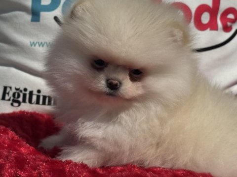 Show kalite teddy face pomeranian lar petmode den