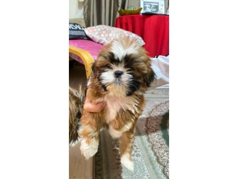A kalite shih tzu yavrular