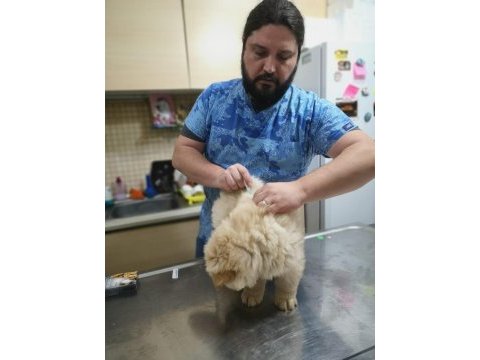 Aşıları tam chow chow