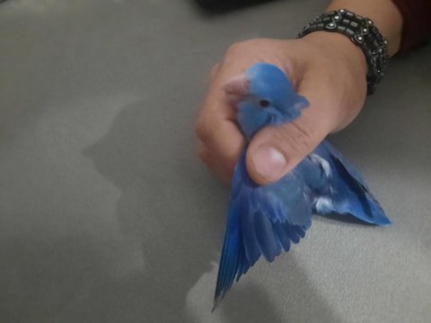Efsane kobalt mavisi kendine dost arayanlar forpus