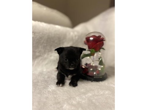 Ev ortamından teacup chihuahua yavrular
