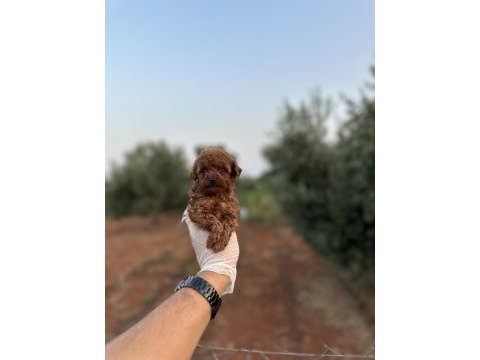 Sağlık ve ırk garantili toy poodle yavrularımız 
