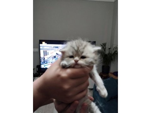Scottish fold yavru kedimiz
