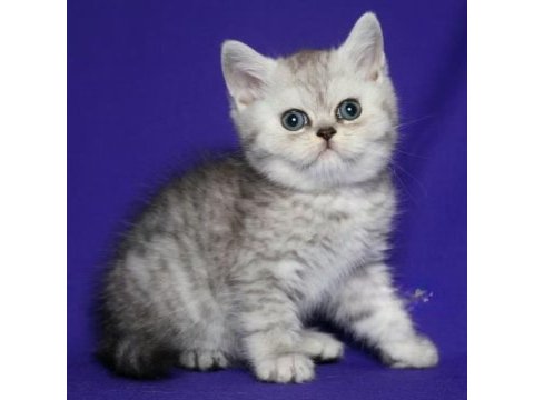 Safkan british shorthair silver tabby yavru