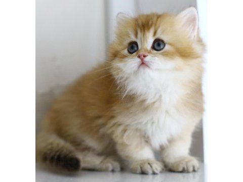 Gülen tospik british longhair