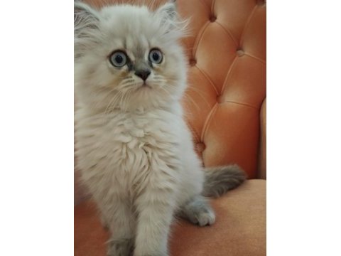 British longhair 2,5 aylık