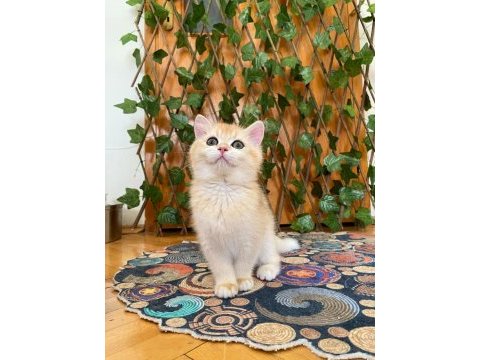 British shorthair golden ny12 dişi