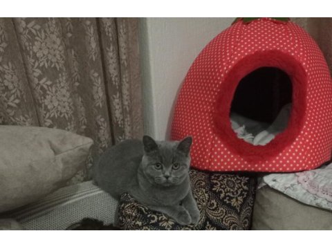 6 aylık veteriner kontrollü british shorthair