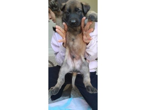 Her ile gönderim belçika kurdu vardır