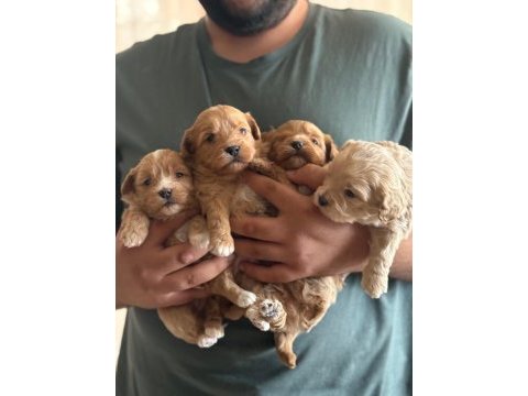 Kilo garantili ev ortamındaki maltipoo yavrularım