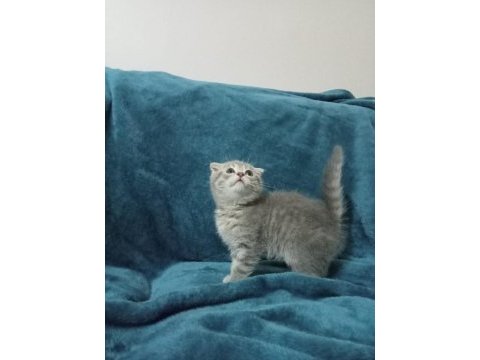 2 aylık kırık kulak scottish fold