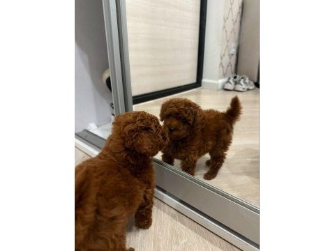 Orijinal toy poodle köpekleri