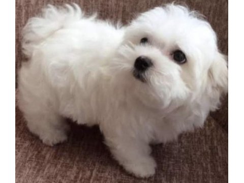 Safkan maltese yavruları