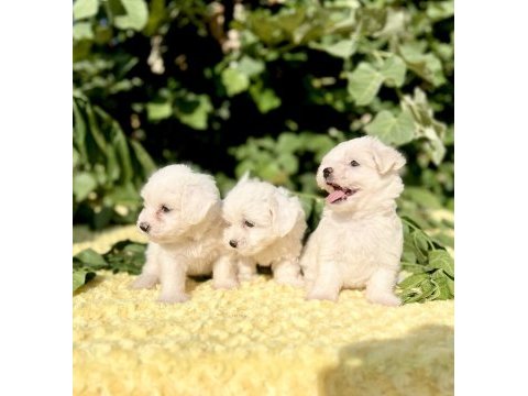 Kar beyaz ırk garantili maltese terrier yavrular