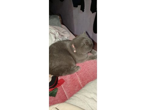 Scottish fold 10 aylık erkek