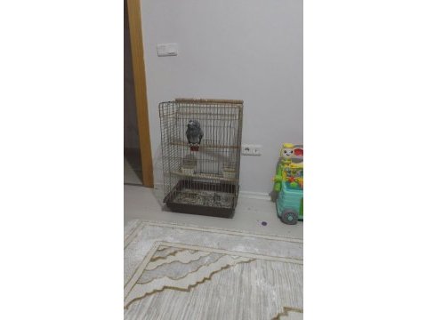 Üst düzey evcilliği ve konuşan jako