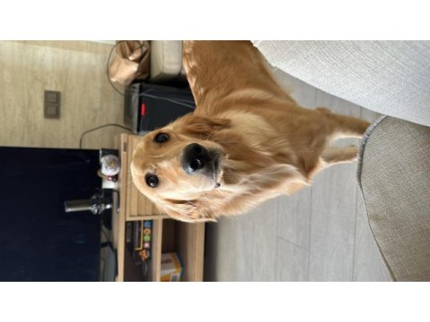 8 aylık golden retriever kızımız yeni yuvasını arıyor