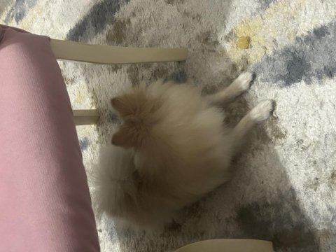 Eğitimli ve akıllı pomeranian köpüş