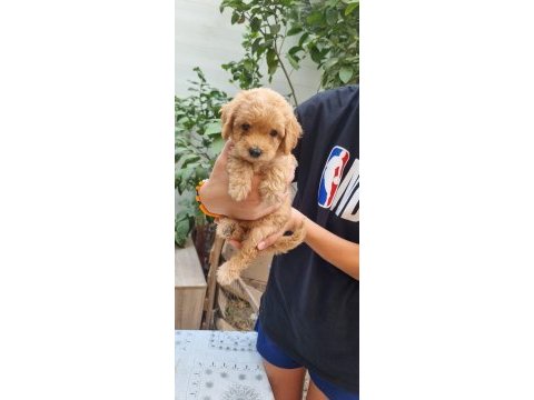 Toy poodle yavrular izmir