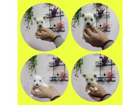 Micro boy 4 erkek chihuahua bebekler