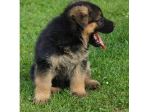 Irk ve sağlık garantili alman çoban köpeği yavruları