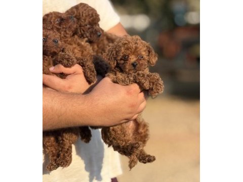 Büyümeyen teacup kore poodle