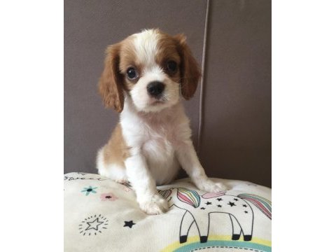Mükemmel kalite cavalier king charles yavrular