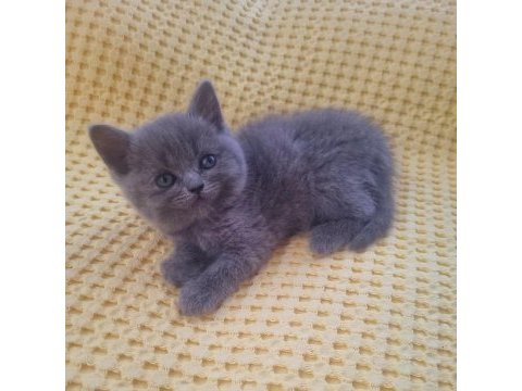 British shorthair ve iran kedisi