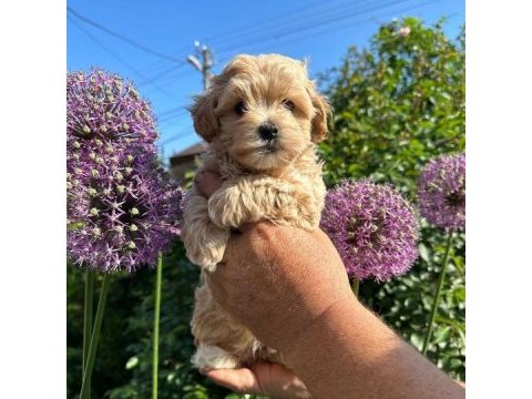 Evinize neşe katacak maltipoo yavruları
