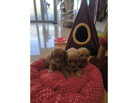 Hazir poodle yavrularımız
