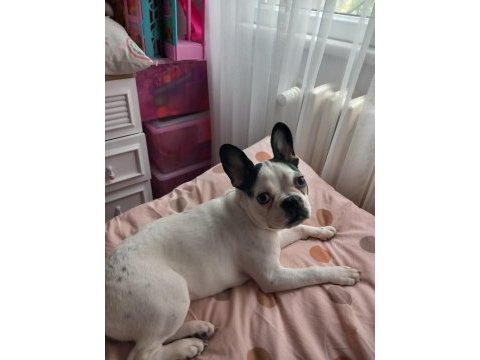 7 aylık tüm aşıları tam çipli dişi french bulldog