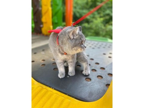 Scottish fold kedimiz eli yeni yuva arıyoruz