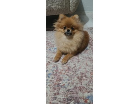 Pomeranian boo tatlı köpüşler