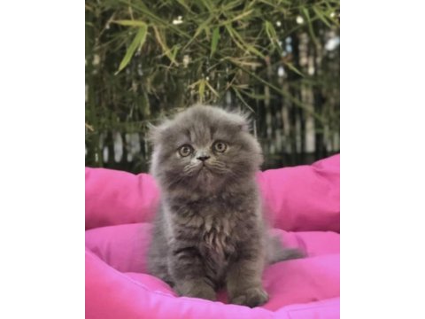 Scottish fold longhair yavrularımız 