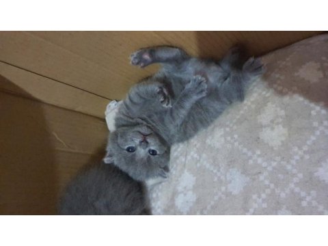 Safkan scottish fold