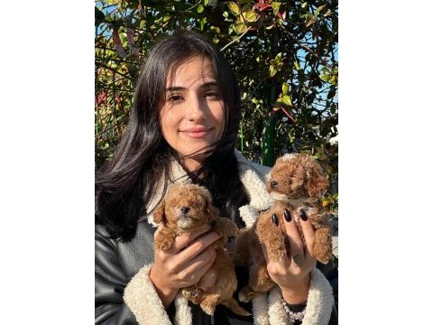 Maltipoo sevimli bebeklerimiz