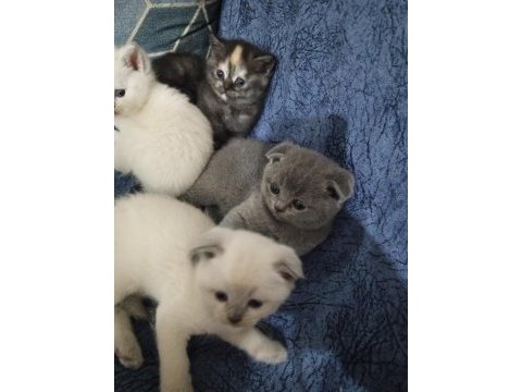 Scottish fold blue point