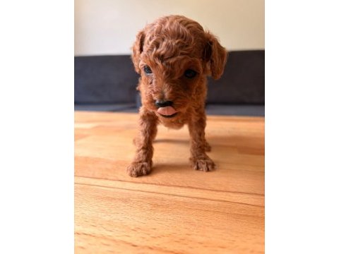 Teacup toy poodle yavrular kg garantili
