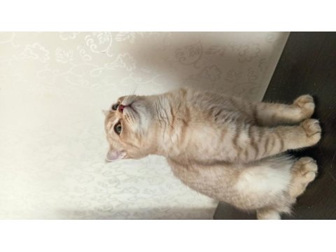 7 aylık oyun canlısı scottish fold
