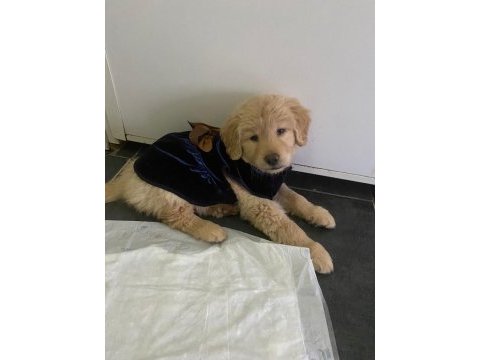 Golden retriever yavru köpek 2 aylık