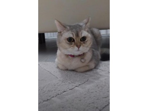 Safkan british shorthair yavrular