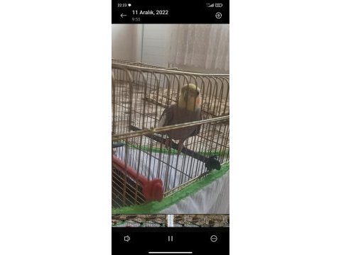Erkek sultan papağanı 2 yaşında