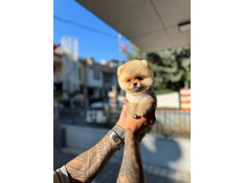 Pomeranian güzeller güzeli erkek yavrumuz
